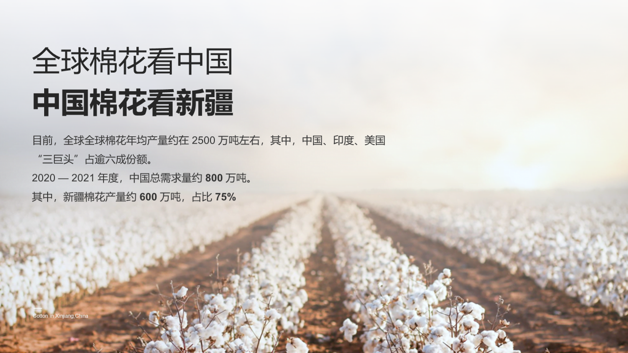 中国新疆棉花：我很忙，别打扰我