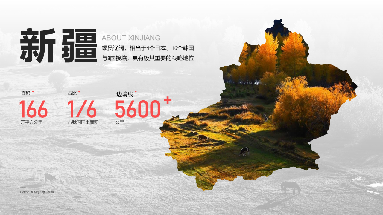 中国新疆棉花：我很忙，别打扰我