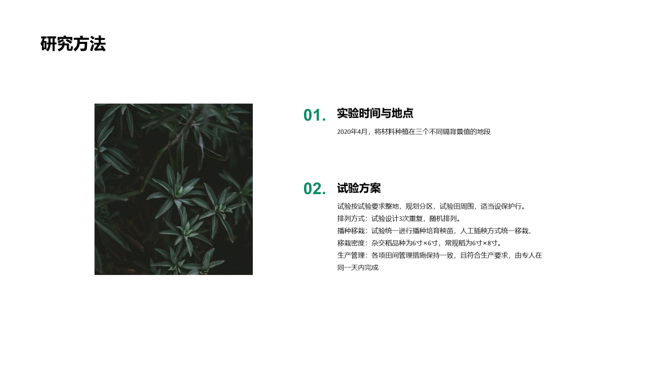 浅色简约植物品种研究与发现