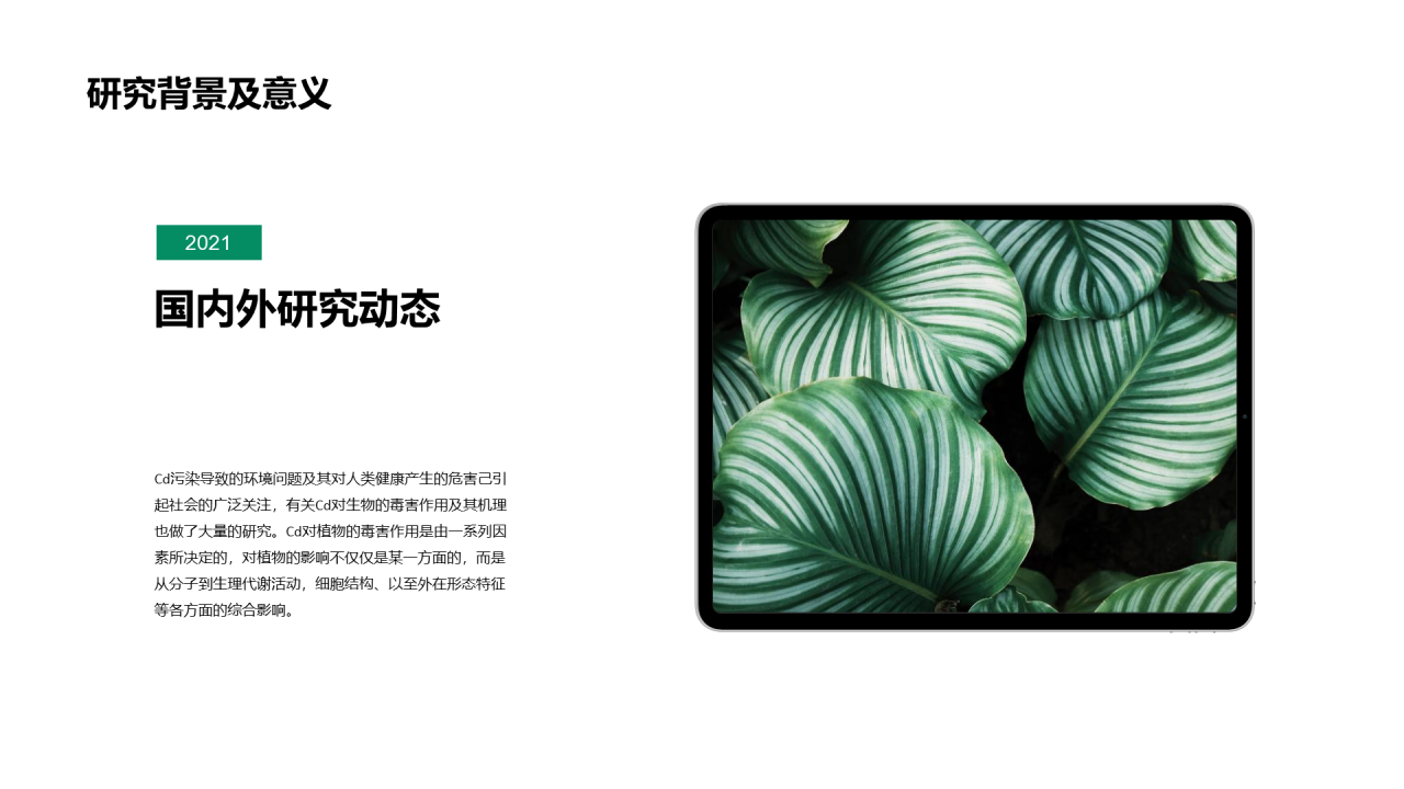 浅色简约植物品种研究与发现