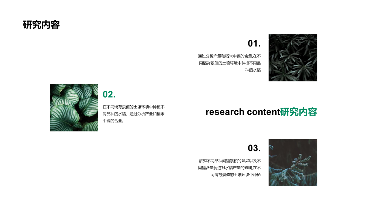 浅色简约植物品种研究与发现