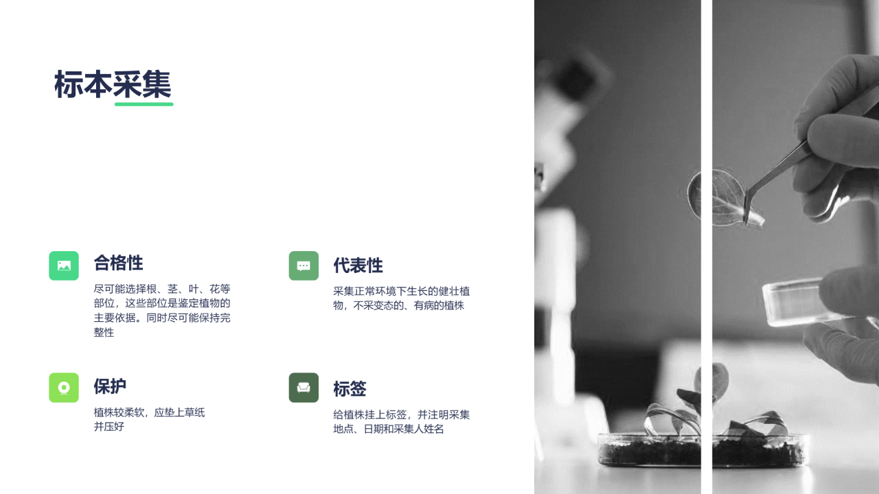 绿色创意植物标本制作实验报告PPT案例