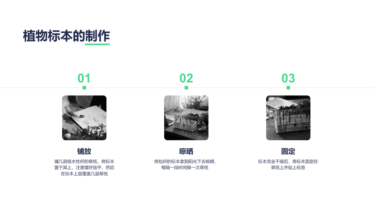 绿色创意植物标本制作实验报告PPT案例
