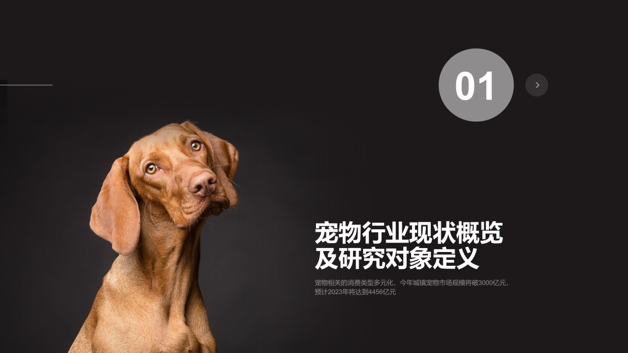 黑色插画宠物行业发展研究报告