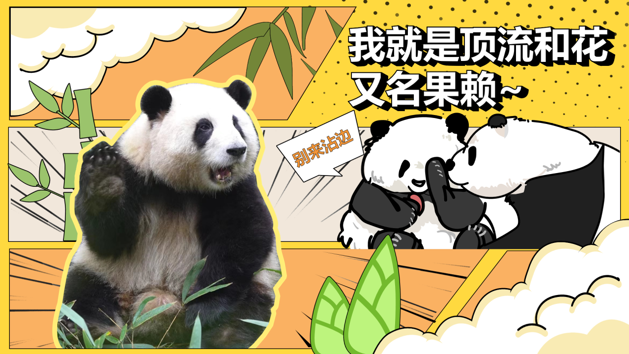 黄色漫画风熊猫花花