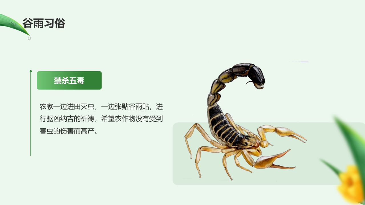 绿色清新插画二十四节气谷雨节日科普PPT