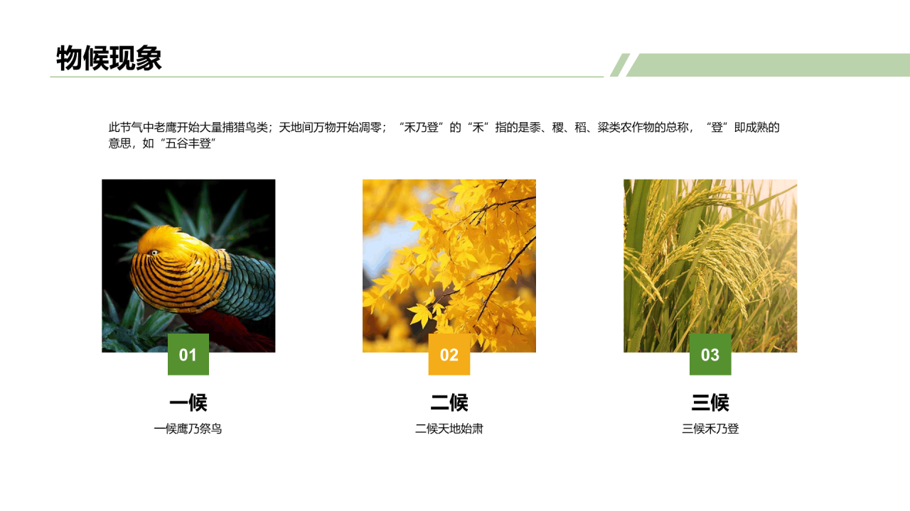 绿色商务二十四节气处暑气候科普PPT模板