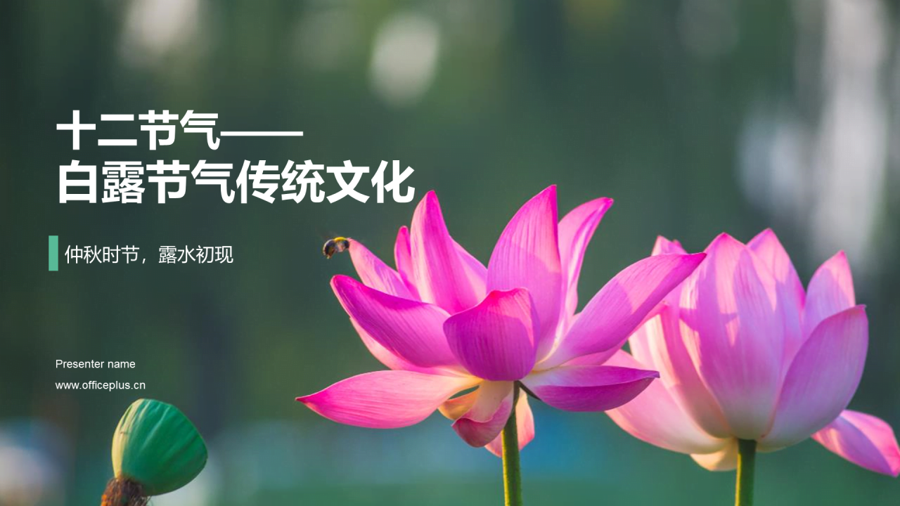 绿色现代商务白露节气传统文化介绍PPT模板