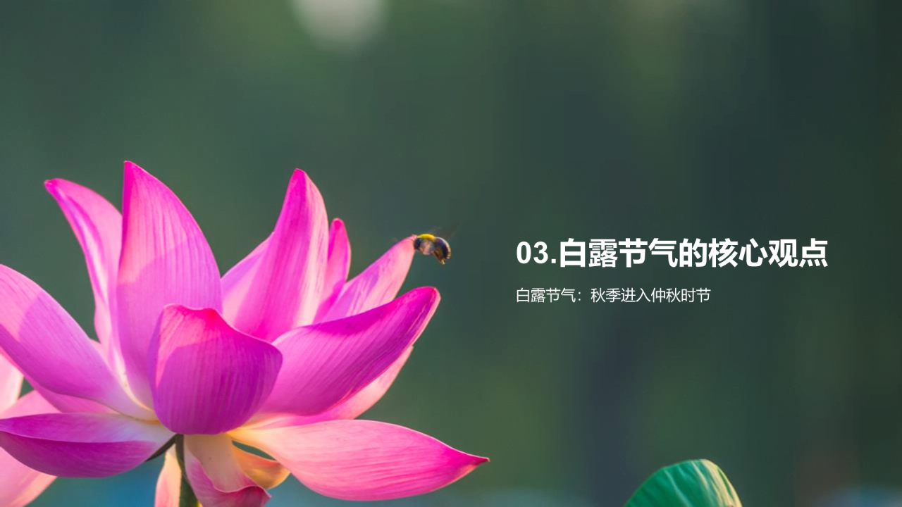绿色现代商务白露节气传统文化介绍PPT模板
