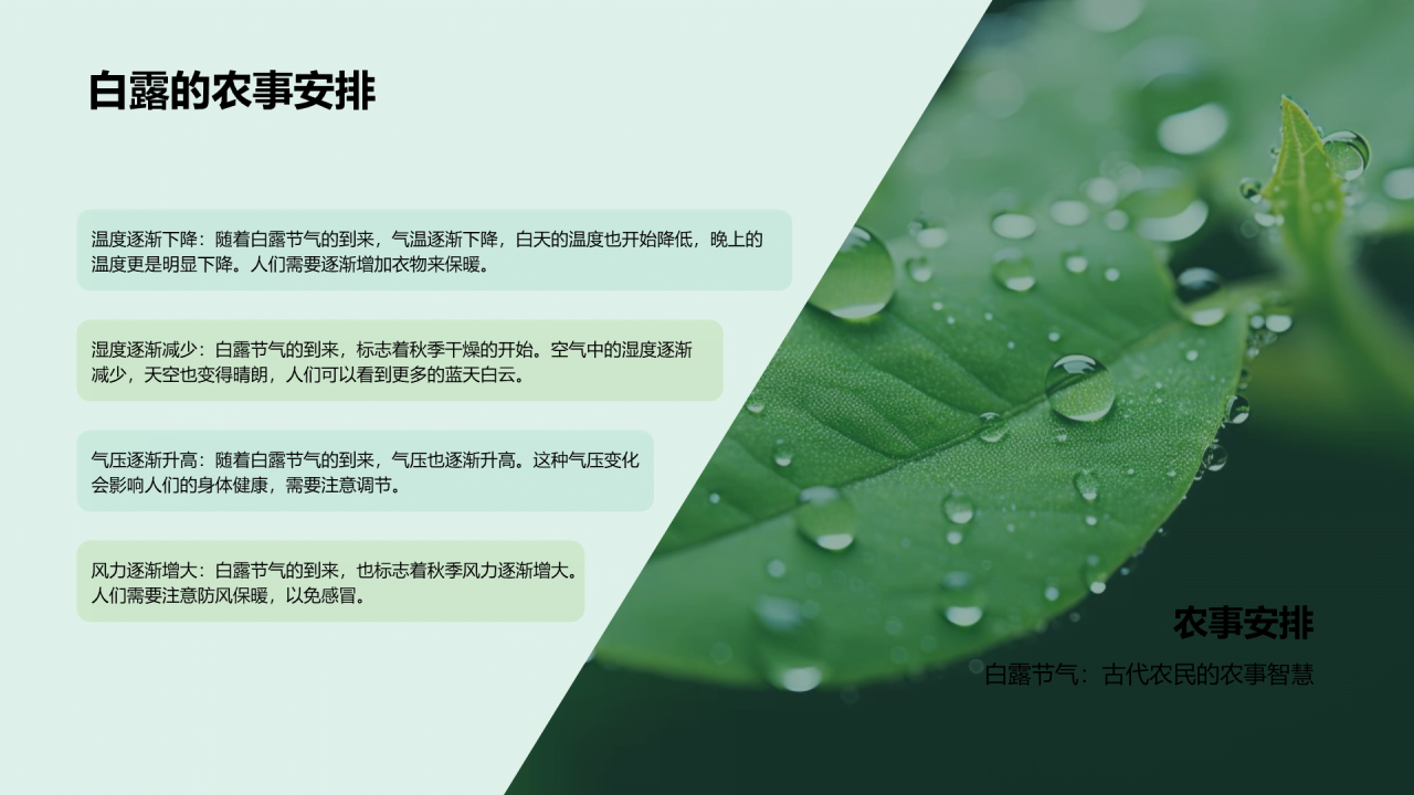 绿色现代商务白露节气传统文化介绍PPT模板