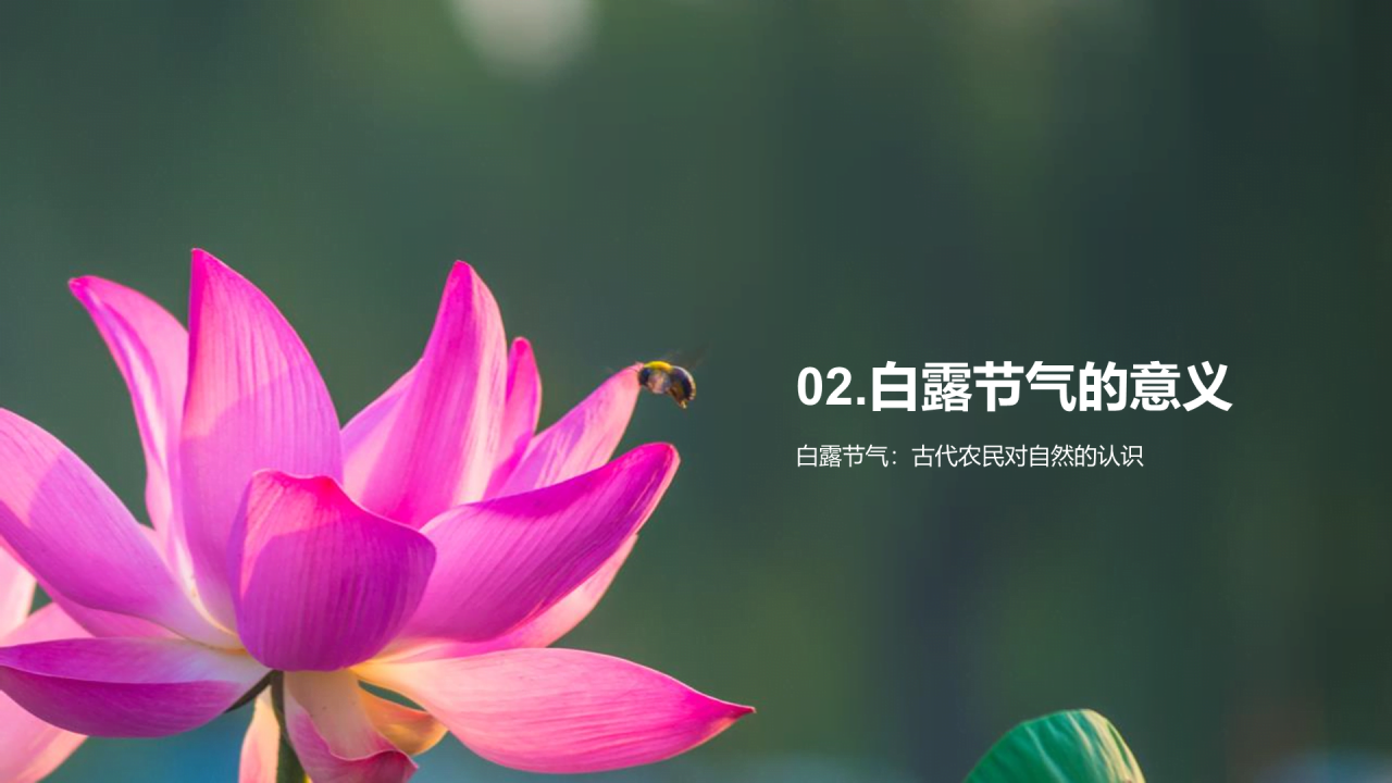 绿色现代商务白露节气传统文化介绍PPT模板