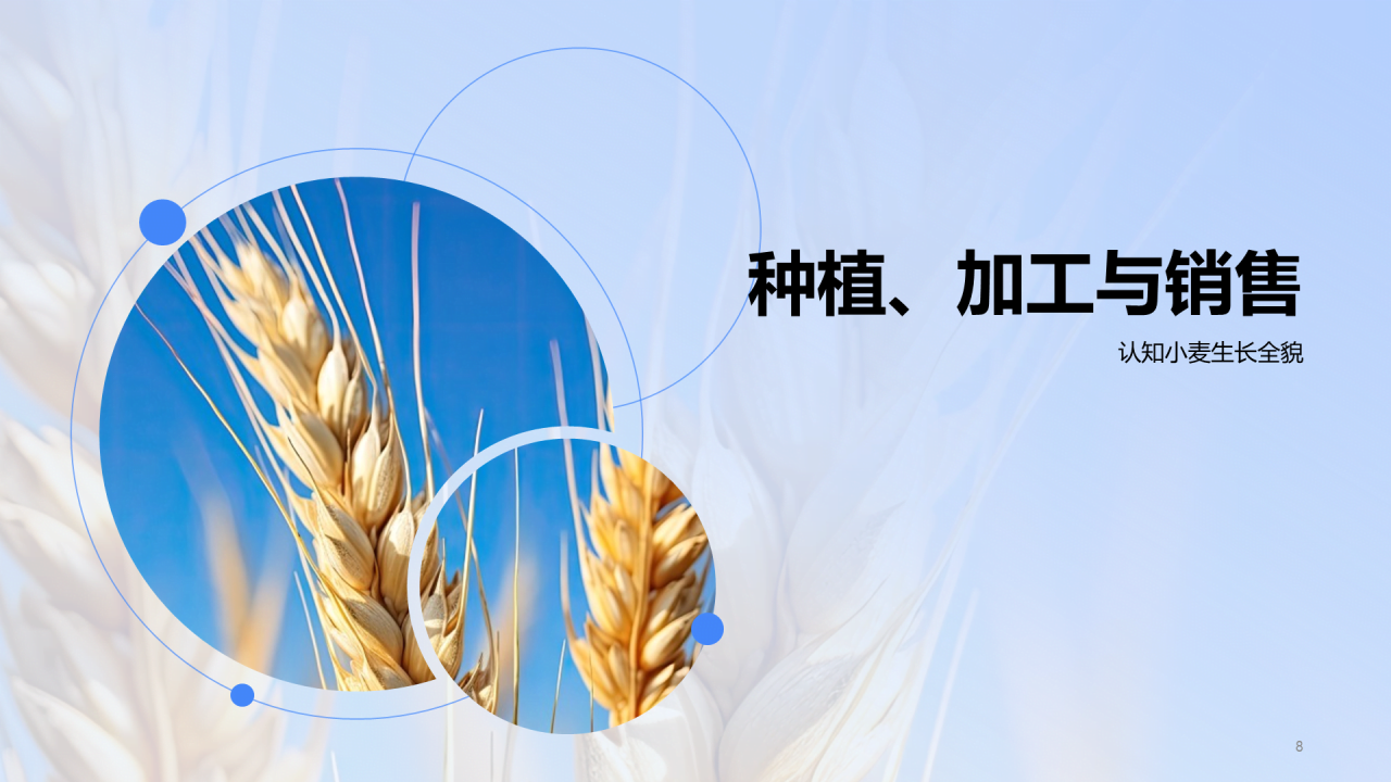 蓝黄色现代商务小麦产业链研究PPT模板