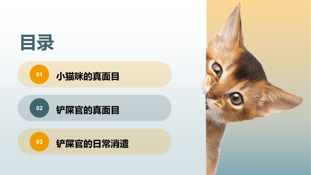 猫咪主消费洞察