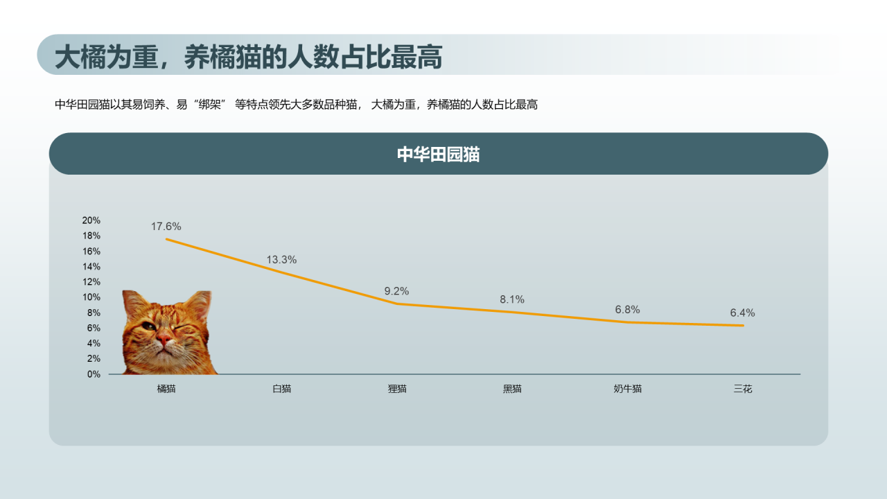 猫咪主消费洞察