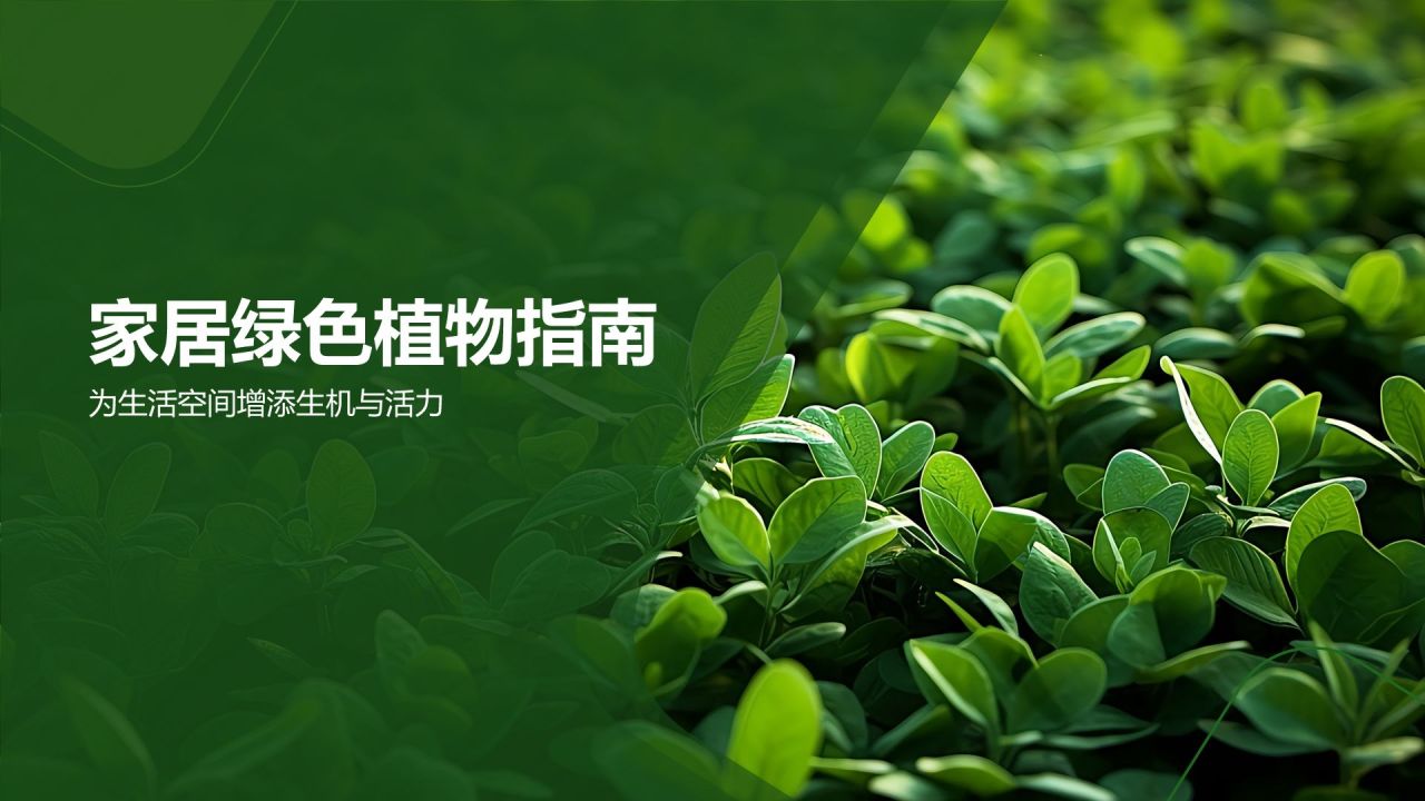 【家居绿色植物】