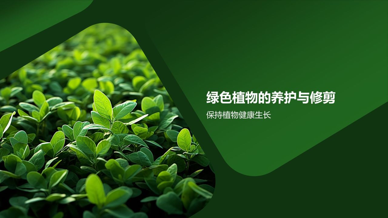 【家居绿色植物】