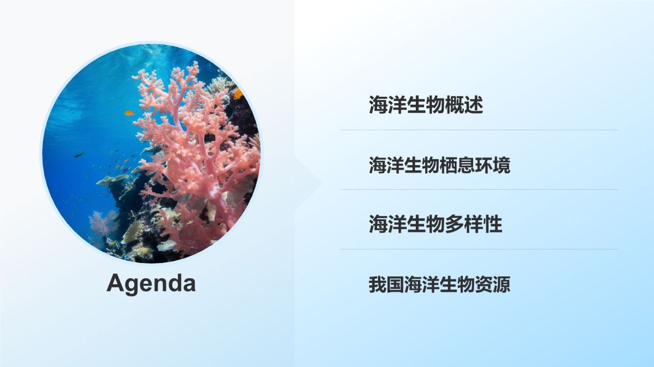 蓝色摄影风海洋生物知识科普PPT模板