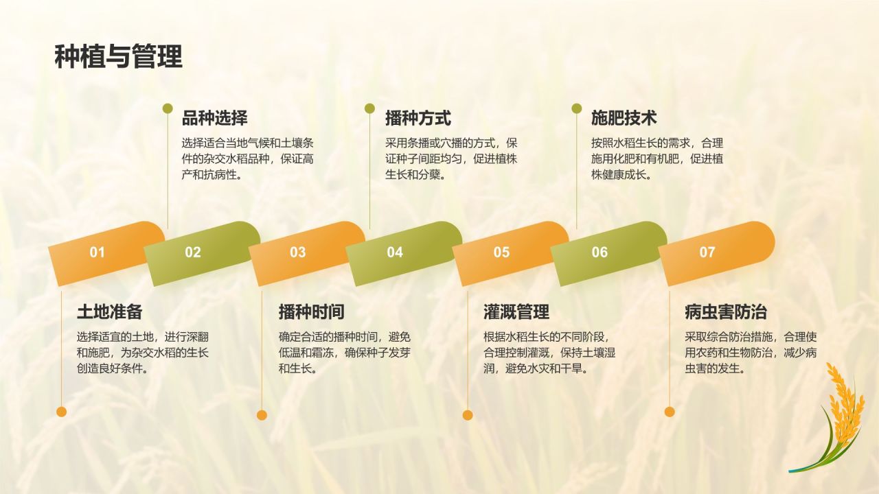 橙色插画风人物事迹介绍——袁隆平PPT模板