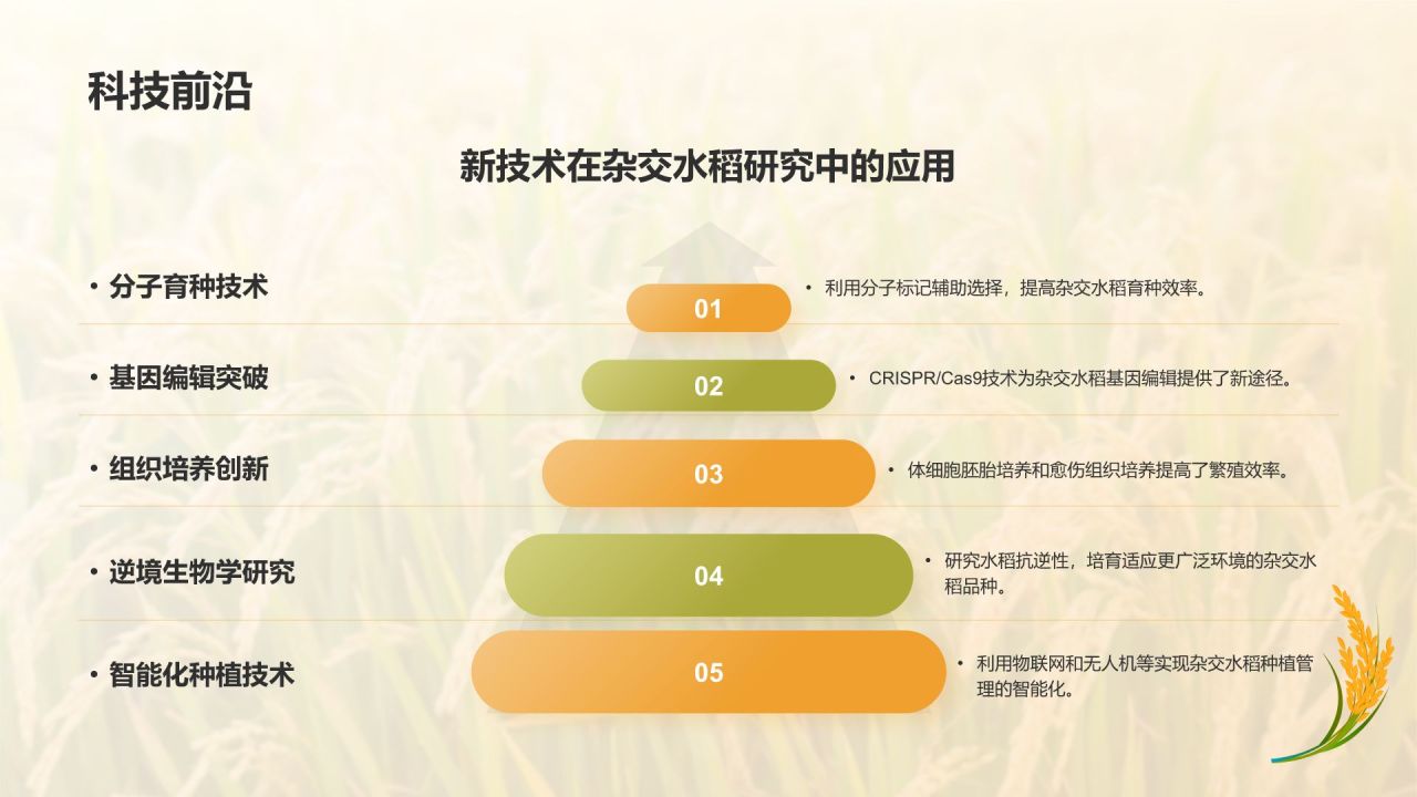 橙色插画风人物事迹介绍——袁隆平PPT模板