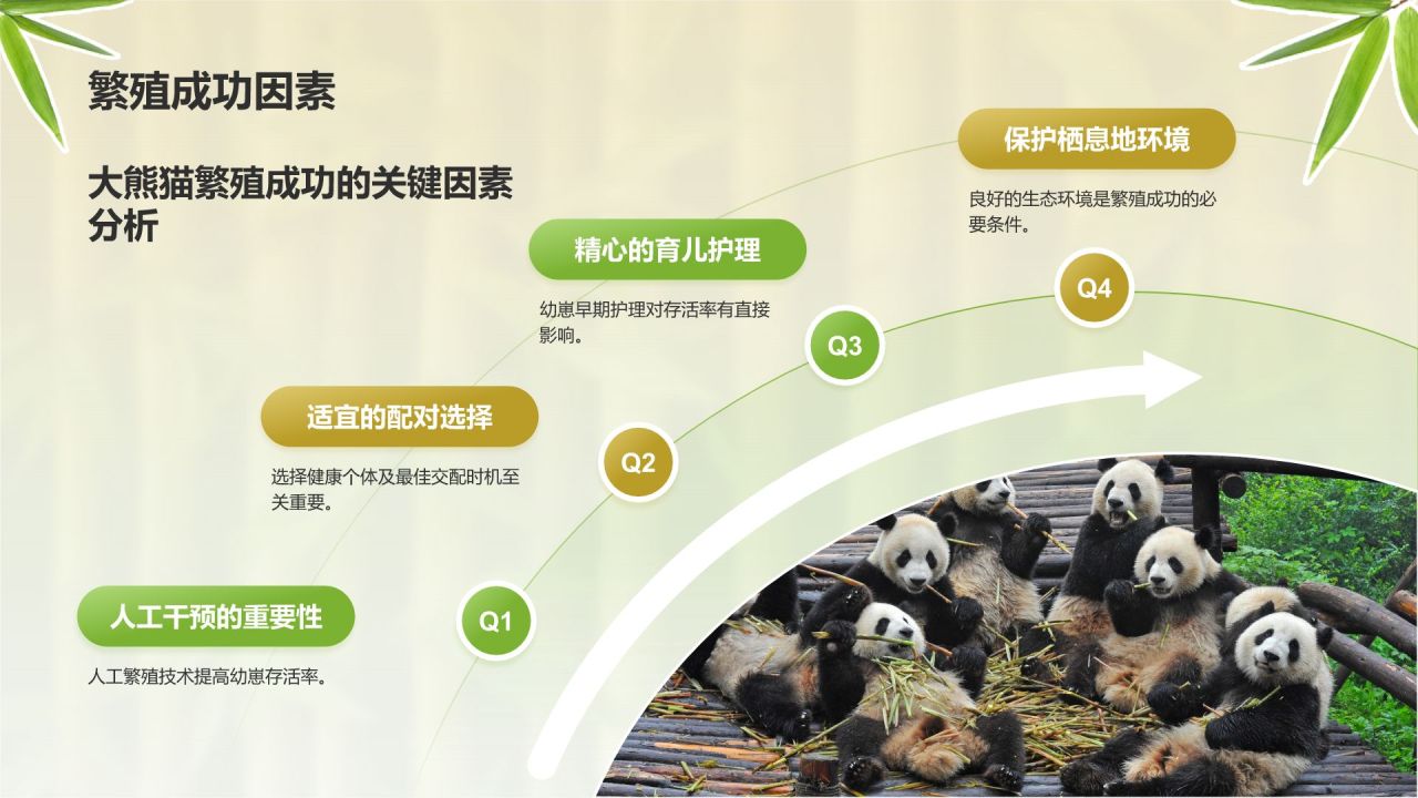 绿色插画风大熊猫知识科普PPT模板