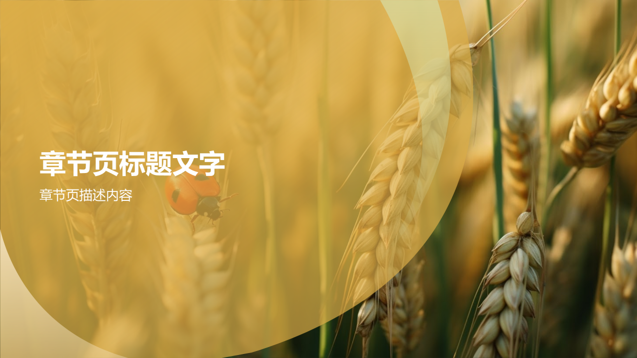 我和我的家乡