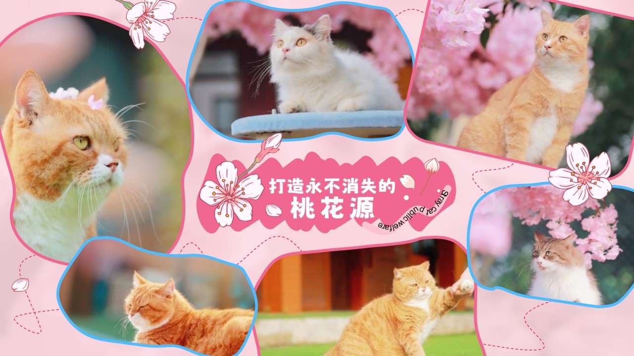 粉色公益宣传糗糗桃花源