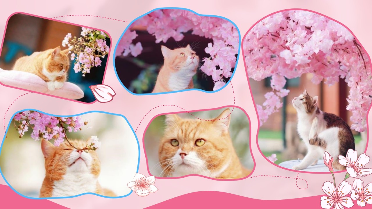粉色公益宣传糗糗桃花源