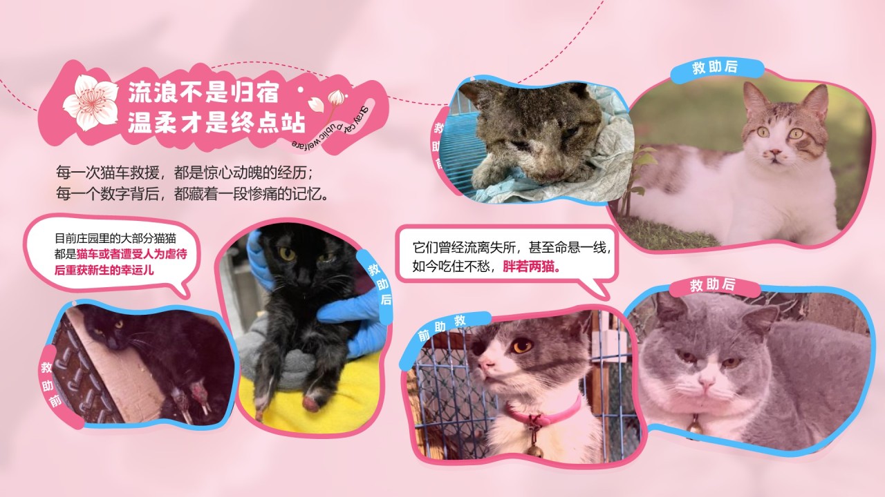 粉色公益宣传糗糗桃花源