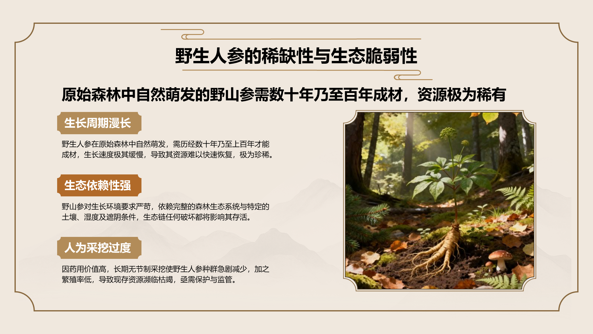 橙色国潮风长白山人参科普