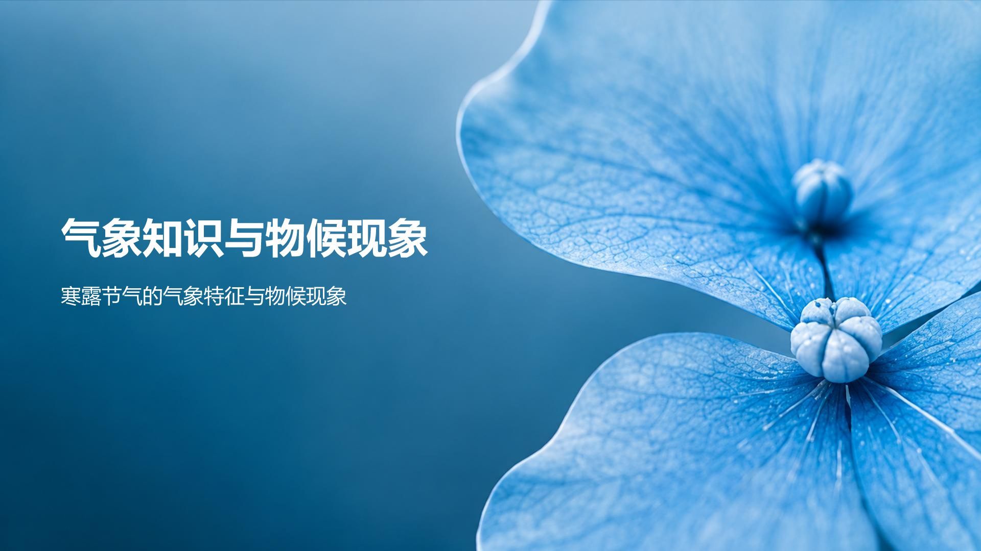 蓝色简约风节气寒露知识科普PPT模板